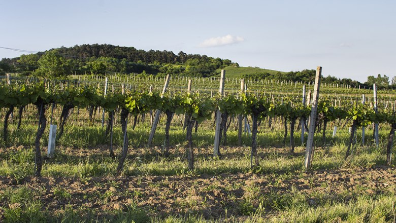 Die Umgebung, © Hotel Holzinger Die Umgebung, © Hotel Holzinger