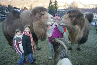 Meiselberghof, © Meiselberghof Zwei Kinder und ein Mann stehen mit zwei Kamelen und einer Ziege auf einer Wiese.