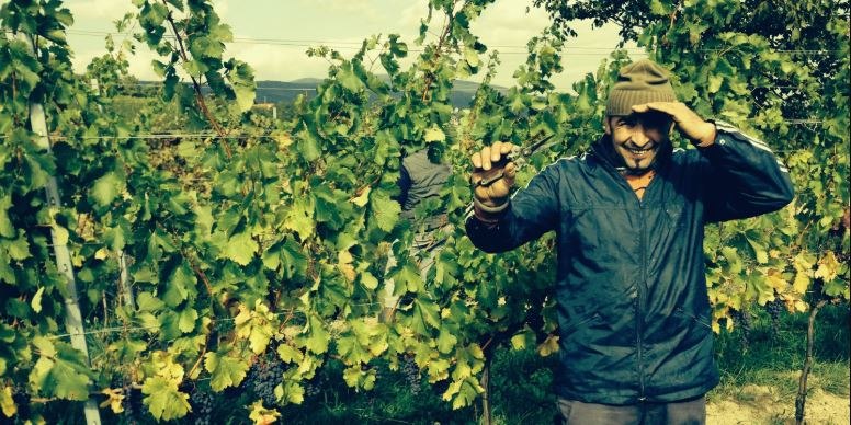 Weingarten, © Weingut Plos Weingarten, © Weingut Plos