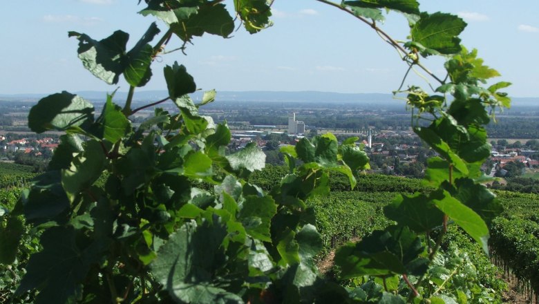 Guntramsdorf, © Guntramsdorf Blick durch Weinreben auf Guntramsdorf mit Landschaft im Hintergrund.