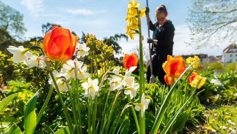 Spring in the Kurpark Baden, © Christian Dusek, Kurpark Baden Flower bed with tulips and daffodils in the foreground, person working in the garden in the background.