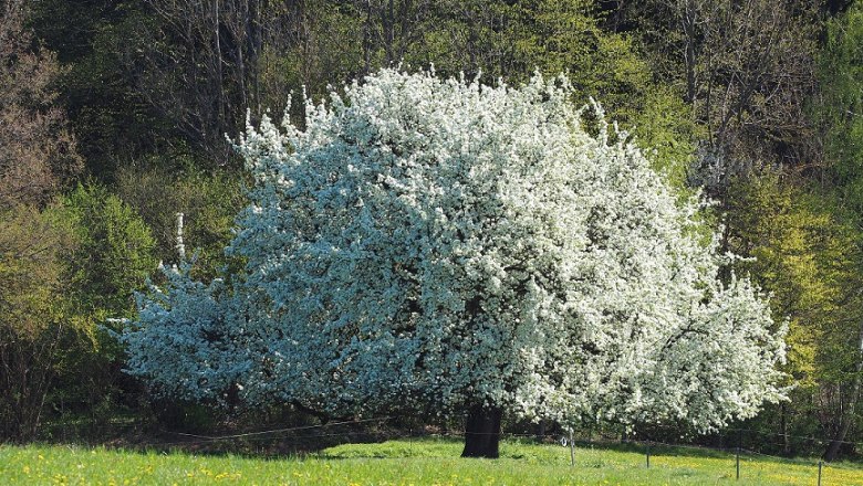 Alter Mostbirnbaum im Frühling, © Kaumberg/Radinger Doris Alter Mostbirnbaum im Frühling, © Kaumberg/Radinger Doris