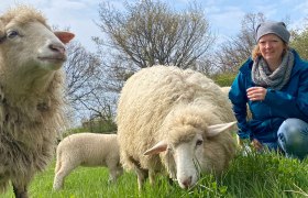 Schaf Erlebnis Guntramsdorf Niederösterreich Nähe Wien, © (c) Karina Pöschl Schaf Erlebnis Guntramsdorf Niederösterreich Nähe Wien, © (c) Karina Pöschl