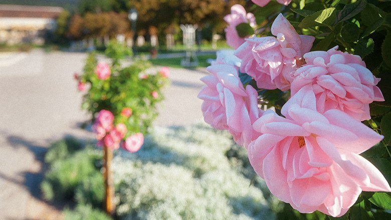 Rosarium Baden, © Rainer Mirau Close-up of pink roses in the Rosarium Baden, with blurred background of paths and trees.