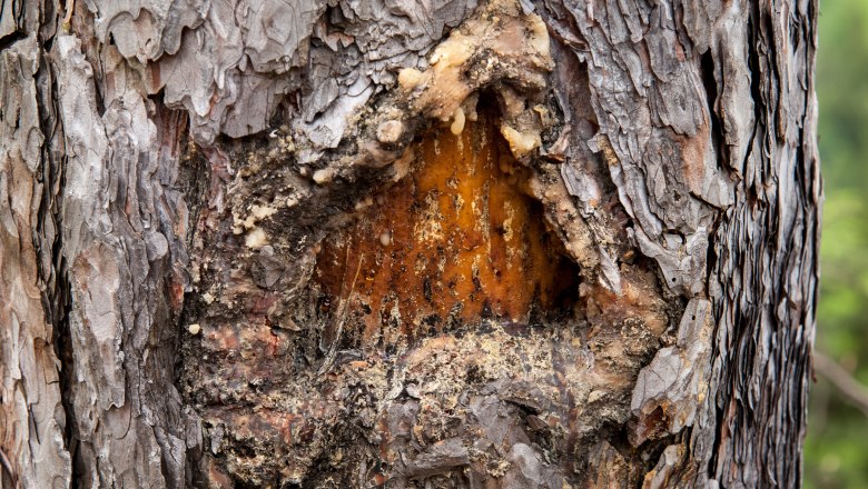 Waldholz, © WHG Waldholz Waldholz, © WHG Waldholz