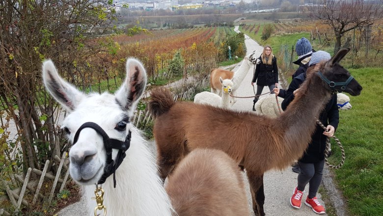Alpaka-Erlebnis im Wienerwald, © (c) Karina Pöschl Alpaka-Erlebnis im Wienerwald, © (c) Karina Pöschl
