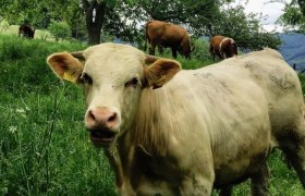 Mostheuriger Reisberg_kuh, © Mostheuriger Reisberg Mostheuriger Reisberg_kuh, © Mostheuriger Reisberg