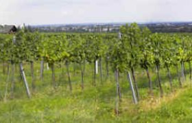 Panorama, © Weingut Grabner Panoramablick auf ein grünes Weinbergfeld mit Reihen von Reben und einem entfernten Horizont.