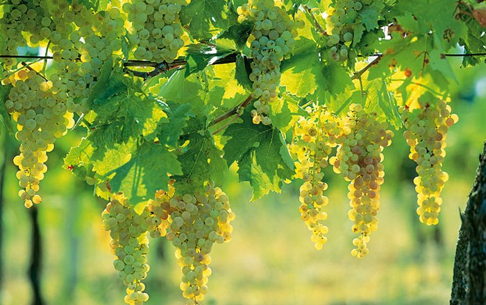 Weingarten, © pröglhöf Weingarten, © pröglhöf