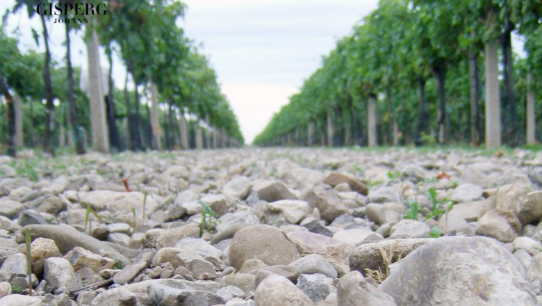 Die Kalkschotterböden des Steinfeldes, © Weingut Johann Gisperg Die Kalkschotterböden des Steinfeldes, © Weingut Johann Gisperg