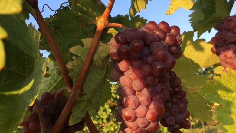 Unsere Trauben, © Hannes Hofer Unsere Trauben, © Hannes Hofer