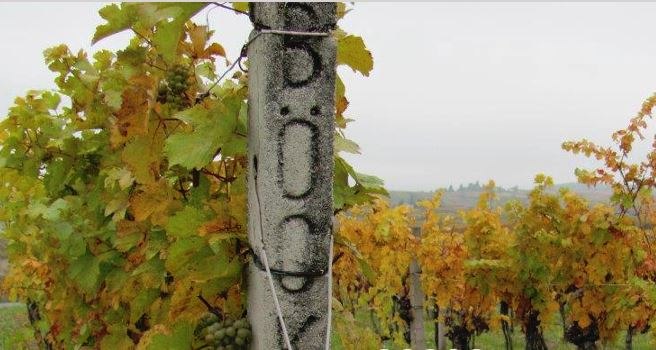 Weingarten, &copy; Weingut B&ouml;ck