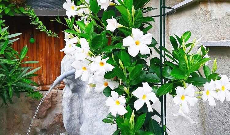 FW F&ouml;hrenwald Quellstein, &copy; Gottfried Steiner