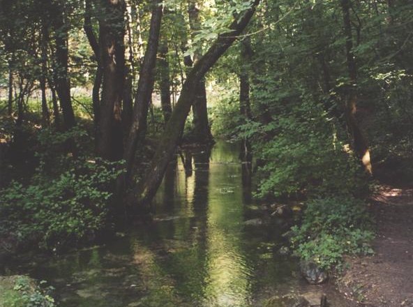 Ein kleiner Bach fließt durch einen dichten, grünen Wald.