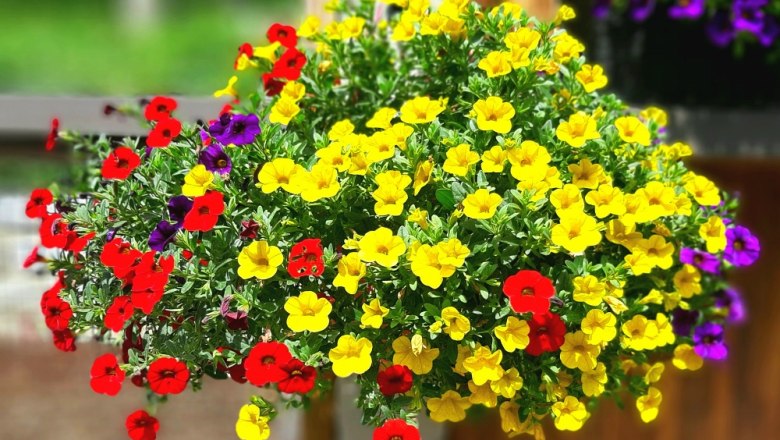 FW F&ouml;hrenwald Haengekorb Garten, &copy; Gottfried  Steiner