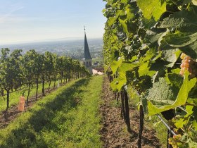 WineWalkingTrail Gumpoldskirchen, &copy; Wienerwald Tourismus GmbH