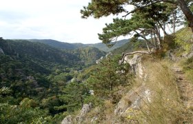 Blick auf bewaldete H&uuml;gel im Naturpark F&ouml;hrenberge mit Kiefern im Vordergrund.