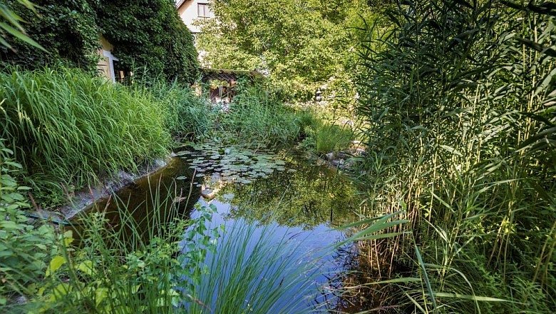Ein idyllischer Teich mit Seerosen und &uuml;ppiger Vegetation in einem Garten, im Hintergrund ein Haus.