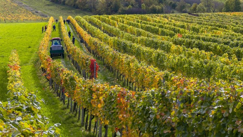 5 Hektar Weingarten, &copy; barbach