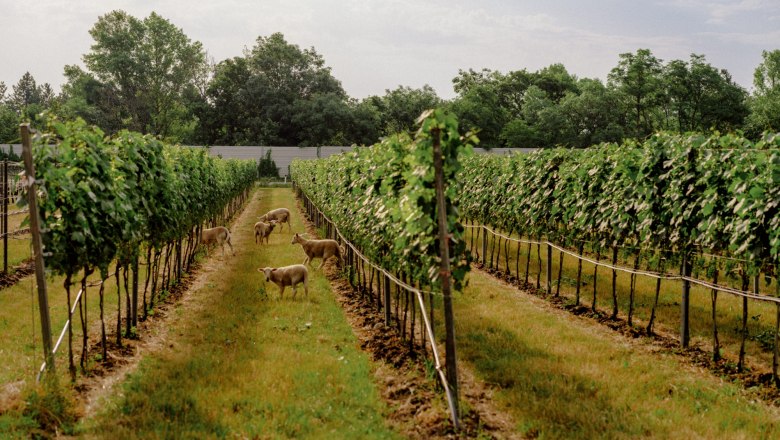 Johanneshof_Reinisch_Julius_Hirtzberger_B4065971, &copy; Julius Hirtzberger