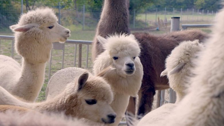 Alpaka-Erlebnis im Wienerwald, &copy; (c) Karina P&ouml;schl
