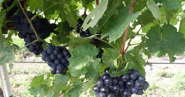 Weingarten, &copy; Weingut Dopler