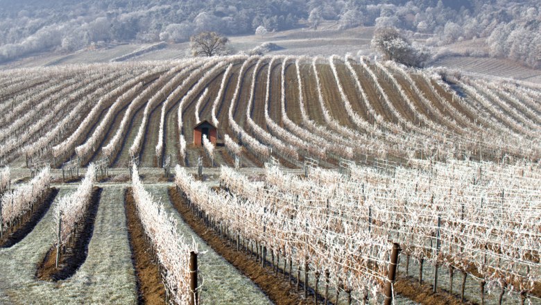 Winter im Weingarten, &copy; Stefan &Ouml;sterreicher