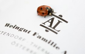 Ein Marienkäfer sitzt auf einem Blatt Papier mit der Aufschrift 'Weingut Familie Auer'.