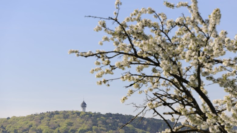 Guglzipf, &copy; Christian Handl