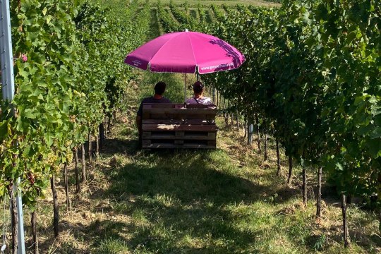 Wunderschöne Aussicht in den Weingärten, © Wienerwald Tourismus