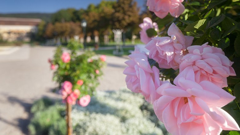 Close-up of pink roses in the Baden Rosarium with blurred background.