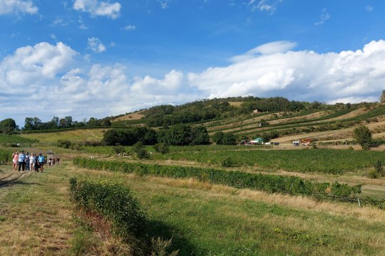 Genussmeilen Wanderung, © Wienerwald Tourismus