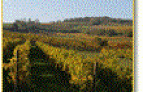 Ein Weingarten mit gr&uuml;nen Rebenreihen unter blauem Himmel.