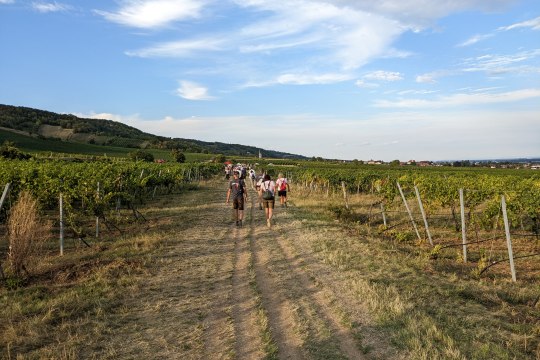 Gemütliches Wandern entlang der Genussmeile, © Wienerwald Tourismus