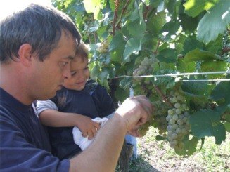 Ein Mann und ein Kind inspizieren Trauben an einem Weinstock.