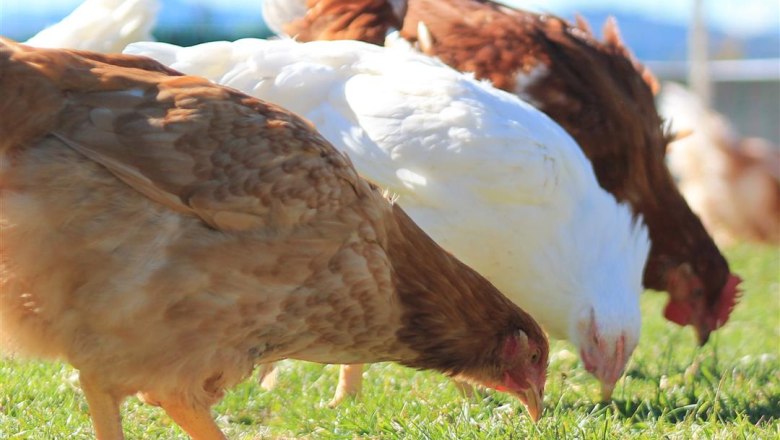 Bio H&uuml;hner am Obermaierhof, &copy; Obermaierhof