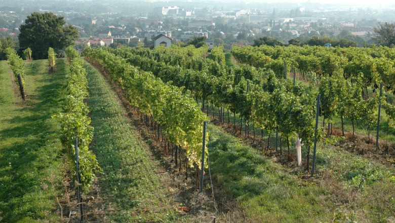 Weinwanderweg, &copy; Marktgemeinde Brunn am Gebirge