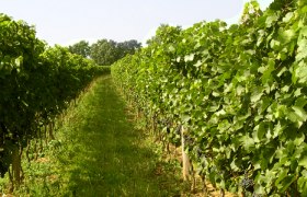 Reihen von grünen Weinreben in einem Weinberg.