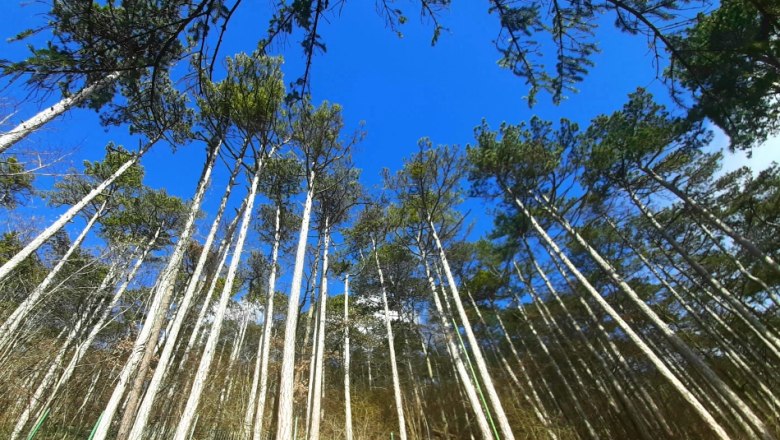 F&ouml;hrenwald, &copy; Gottfried Steiner