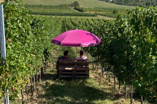 Wunderschöne Aussicht in den Weingärten, © Wienerwald Tourismus