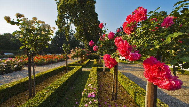 Baden Rosarium, © Badener Rosarium/Lois Lammerhuber