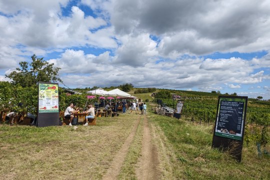Einkehr bei den zahlreichen Winzer:innen &amp; Betrieben, © Wienerwald Tourismus