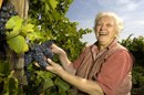Ältere Frau erntet Trauben im Weinberg.