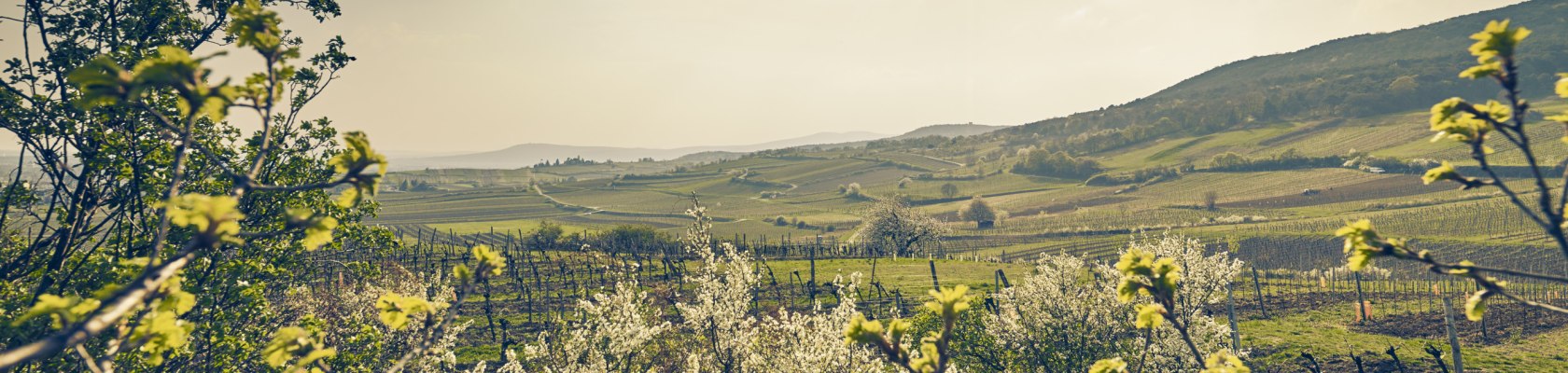 Landschaft, © Niederösterreich Werbung/Andreas Hofer
