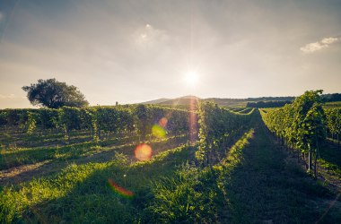 Rebsorten Wienerwald, © Niederösterreich Werbung/ Andreas Hofer