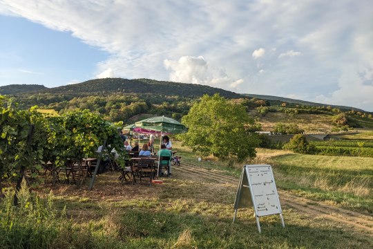 Perfektes Genussmeilenwetter zum Verweilen in den Weingärten, © Wienerwald Tourismus