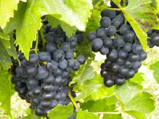 Dunkelblaue Trauben hängen an einem Weinstock mit grünen Blättern.