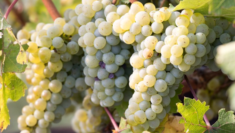 Winemaker for 1 day, &copy; Pferschy-Seper