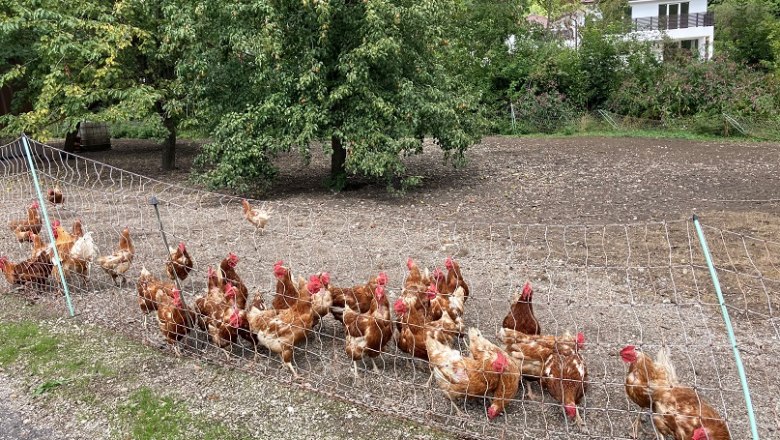 magman-chicken, © Wienerwald Tourismus GmbH