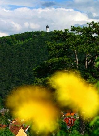 Blick auf die Jubiläumswarte Berndorf auf einem bewaldeten Hügel, mit unscharfen gelben Blumen im Vordergrund.
